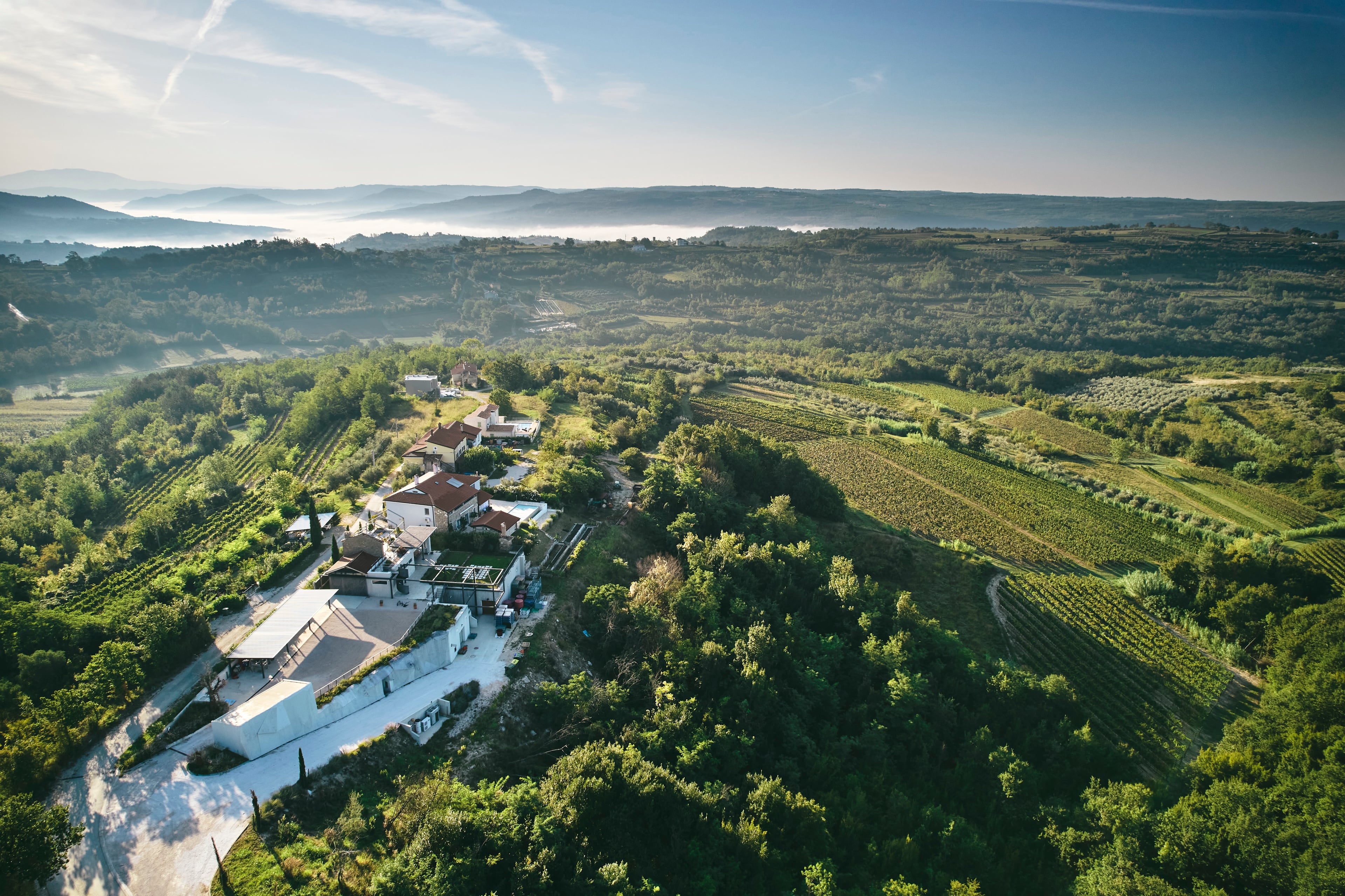 Olive harvest & Wine tasting