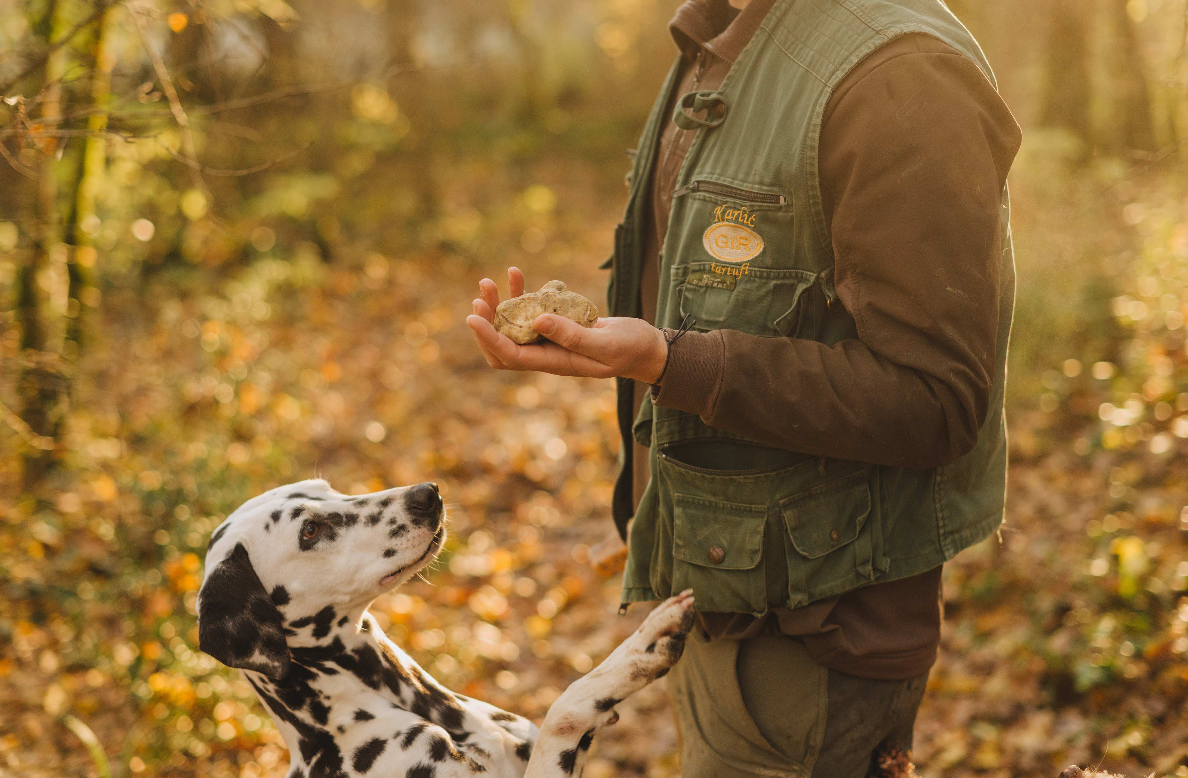 Truffle hunting 